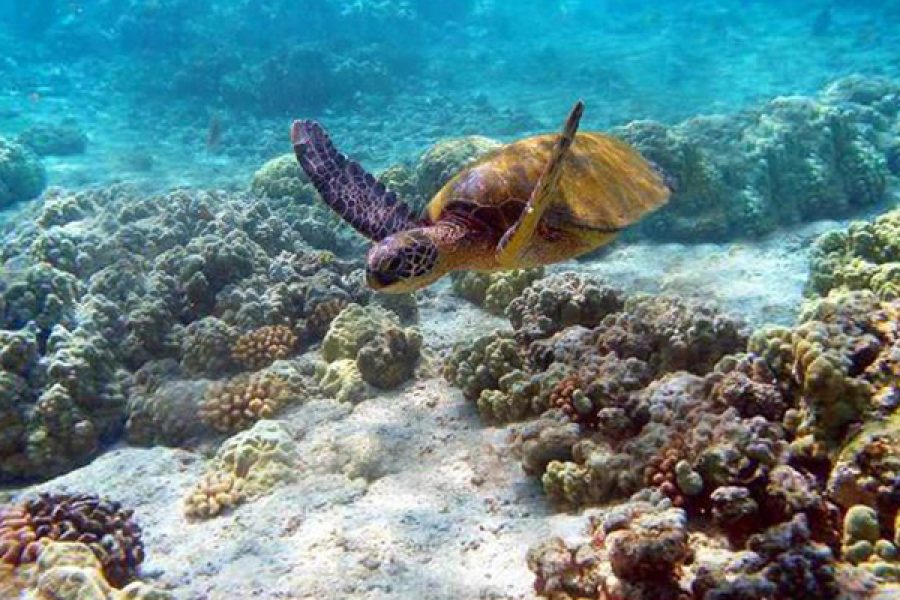 5 Day Luxury Coastal Beach Relaxation Tour