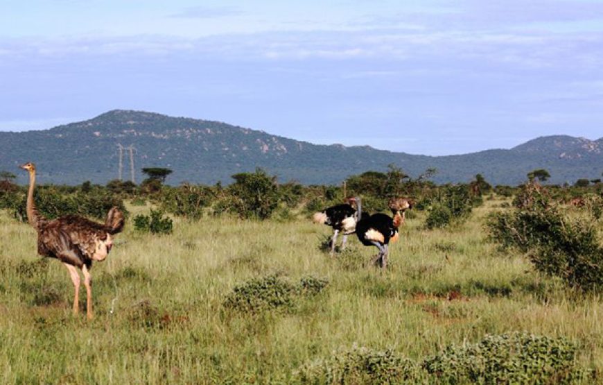 6 Days / 5 Nights Nature and Wildlife Safari Tour
