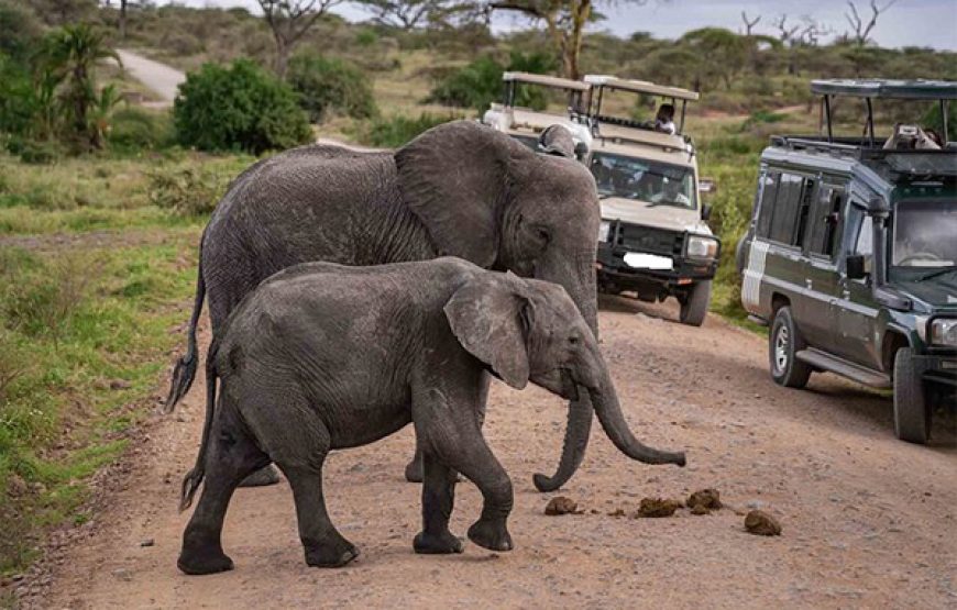 6 Days / 5 Nights Gentle Nature and Coastal Safari Tour
