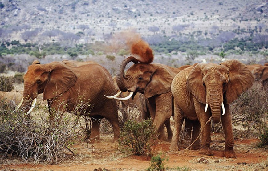 6 Days / 5 Nights Gentle Nature and Coastal Safari Tour